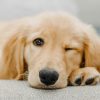 golden retriever puppy lying on white textile